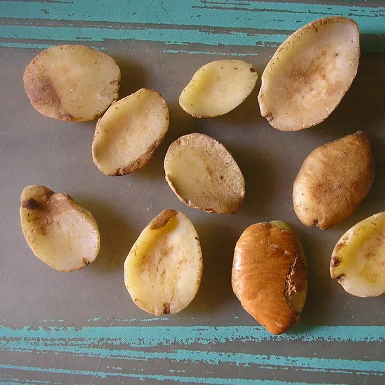 Mango africano — Irvingia gabonensis